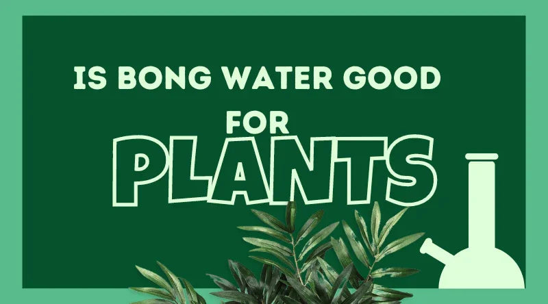 Is Bong Water Good For Plants?